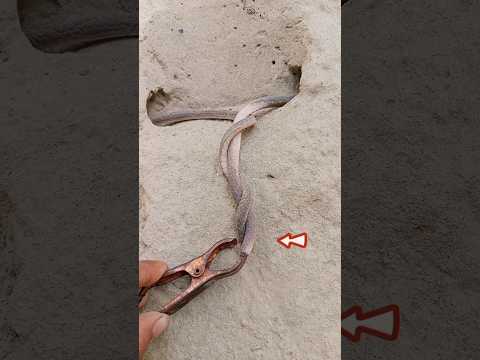 rubber snake power 😱 #snake #shorts