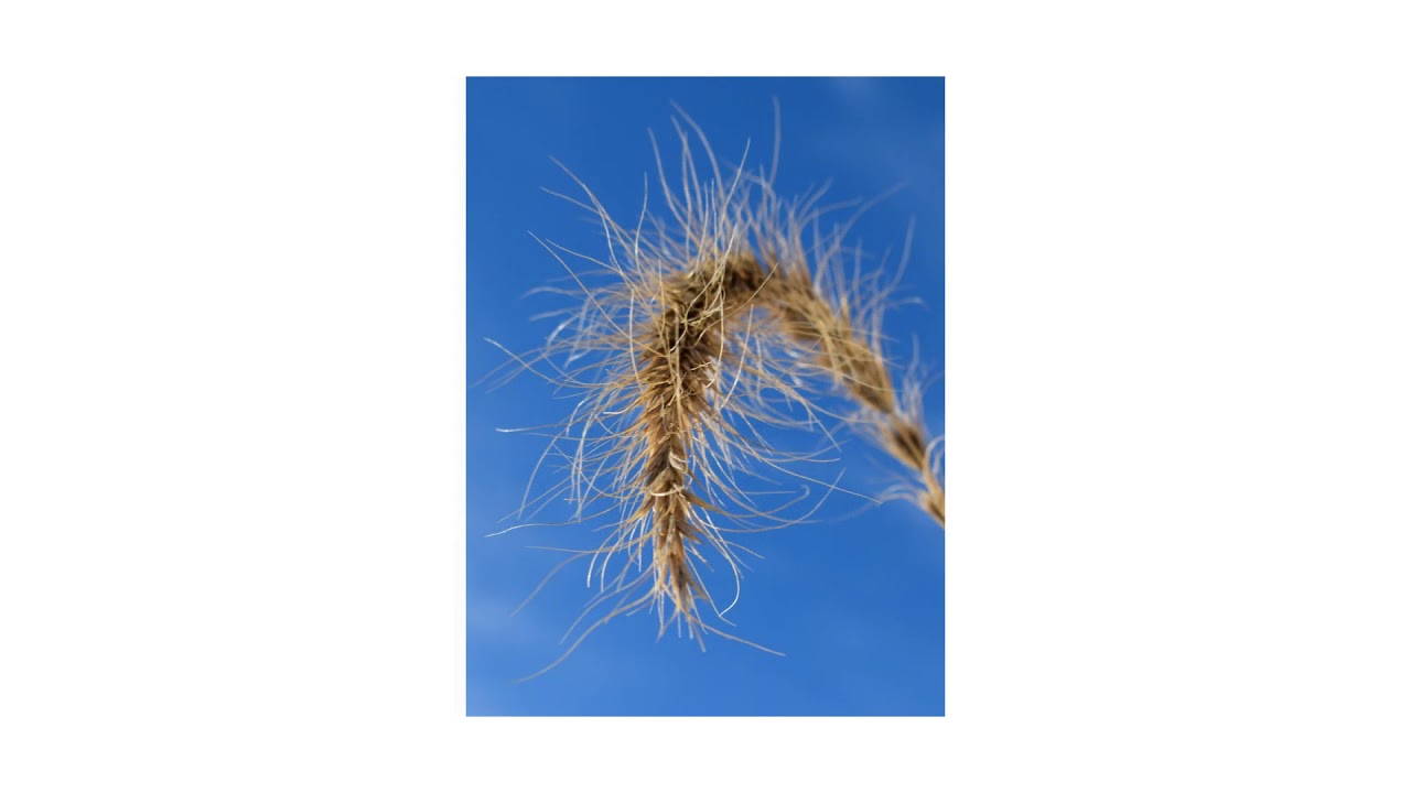 Final Portfolio Project, The Overlooked