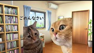【猫ミーム】ある日のうちの猫様【猫ミーム】