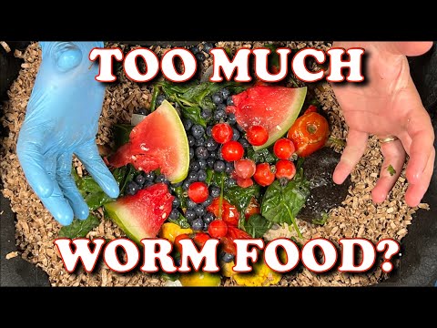 How Much Food Is Too Much For Compost Worms | Vermicompost Worm Farm