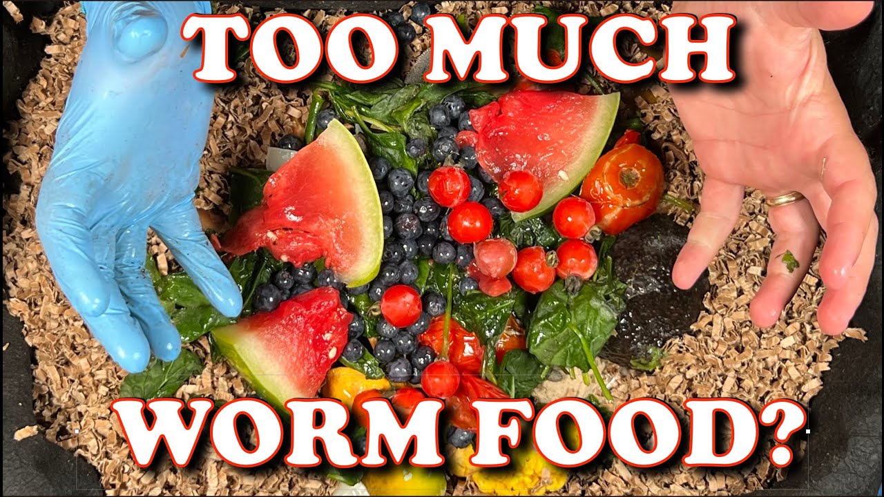 how much does it cost to feed 1000 worms? Tipseri