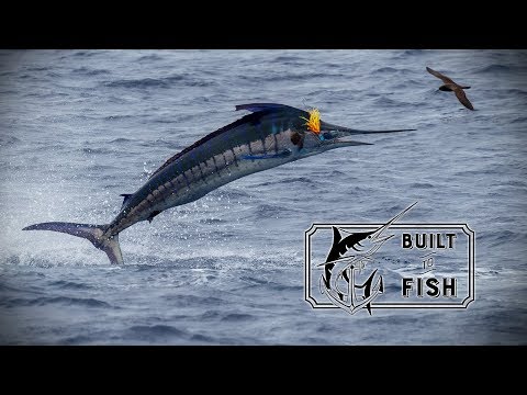 Built to Fish Season 2 Episode 7 - The worlds best Marlin Fishing on the Wanganella Banks part one