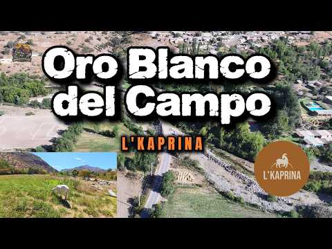 Oro Blanco de Campo/ L’KAPRINA/ Pichasca Rio Hurtado/ Region de Coquimbo