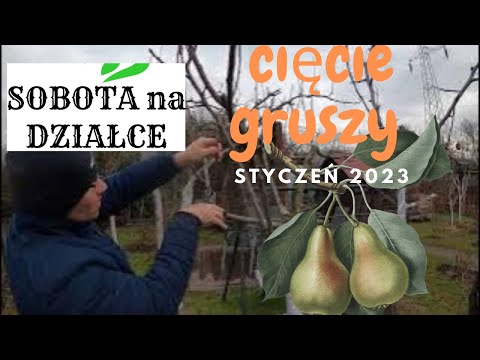 How to prune pear trees?