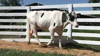 Vídeo 18 - LIQUIDAÇÃO TOTAL ESTÂNCIA SÃO FRANCISCO DE ASSIS | GADO HOLANDESES