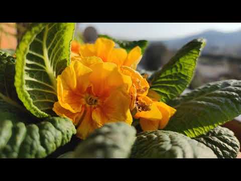 Xiaomi Mi Note 10 Lite - 4K Video Test