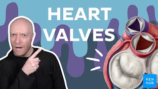 Valves of the heart - Human Anatomy | Kenhub