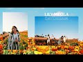 Lily Meola - Daydream (Live Acoustic from The Flower Fields)