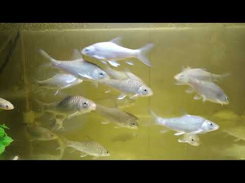 Kelah merah saiz 2 inci.