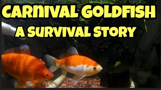 Carnival Goldfish - A Survival Story