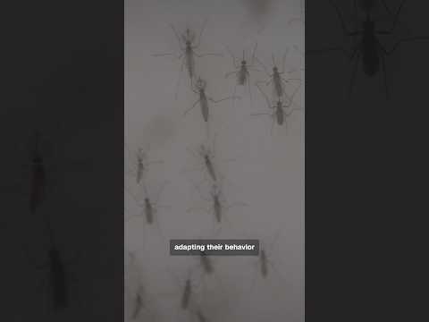 Mosquitoes are smarter than you think