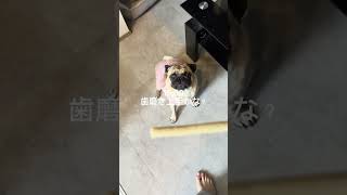パグの日常Vlog #パグ #犬 #日常vlog #shorts