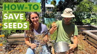 Free Seed Project: Seed Saving Guide (Part 11)