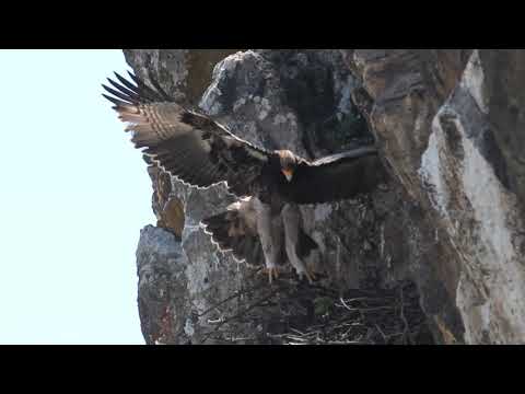 Black Eagle E5 fledgling's FIRST flight into freedom