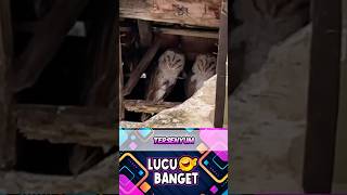 Download lagu A PAIR OF SMILING OWLS #shorts #viral #funny #humor mp3