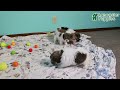 Havanese dogs for sale: Tony - Video 1