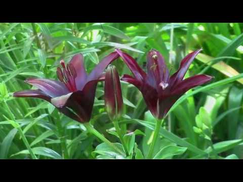 Лилия Мапира или черная лилия. Lilia Mapira or black lily.