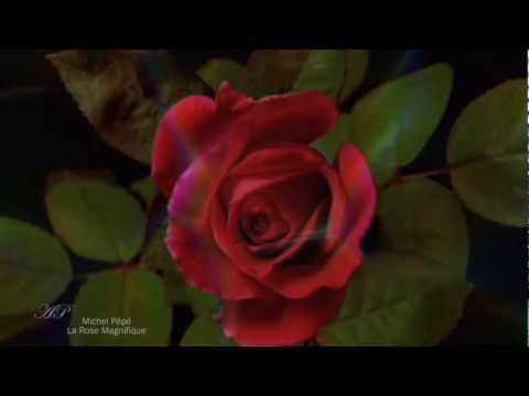 ♡ Michel Pépé - La Rose Magnifique - Elixir d'Amour