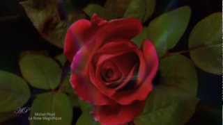 ♡ Michel Pépé - La Rose Magnifique - Elixir d'Amour