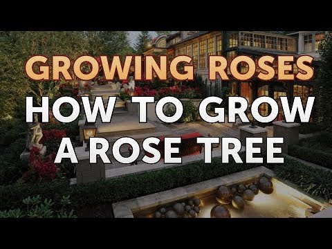 How to Take Care of a Mini Rose Plant