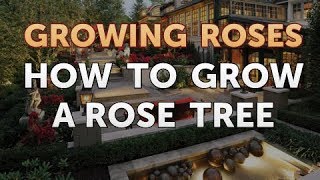 How to Grow a Rose Tree