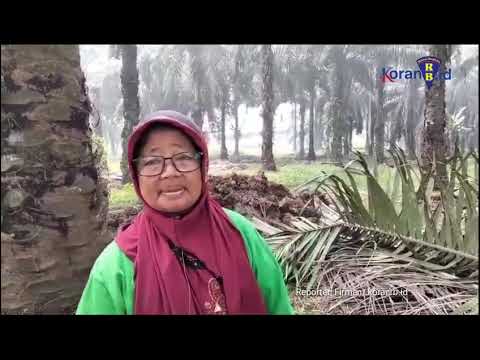 Petaka Ispa Asap PT Karya Sawitindo Mas