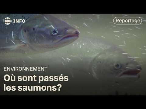 Les saumons se font rares dans nos rivières cet été
