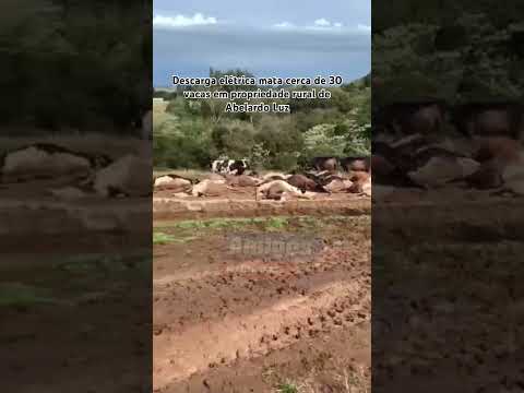Descarga elétrica mata cerca de 30 vacas em propriedade rural de Abelardo Luz