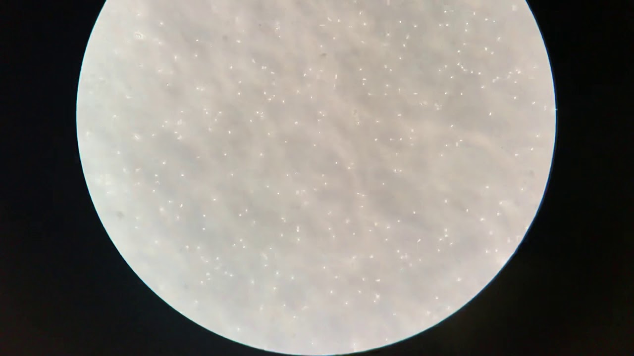 Joan Cristóbal Bassa Moyano-4