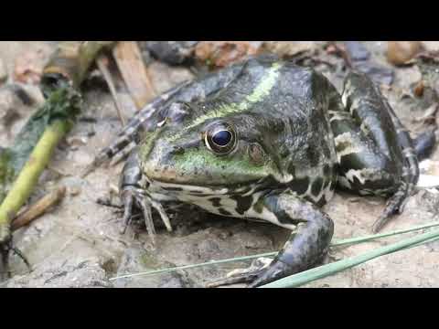 Кто такие земноводные?  Разнообразие земноводных