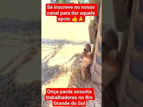 Onça parda assusta trabalhadores no Rio Grande do Sul, se inscreve no nosso canal 👍🙏