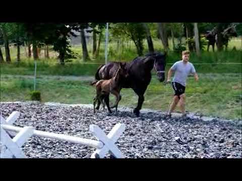 SOLD Boombastic von BERNAY - AMPERÉ - SPIELBERG - DREAM OF GLORY