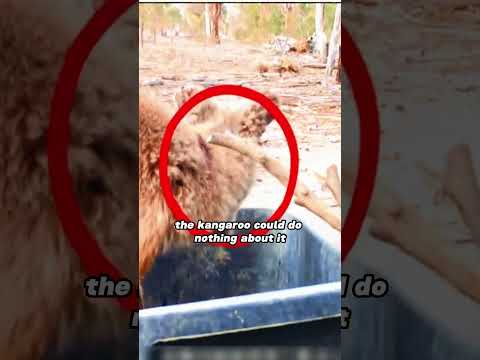 Dr. Crow helps the kangaroo. #shortvideo #babyanimals #wildlife #crow #kangaroo #tick #shorts