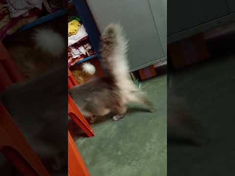 Diya, Fahmi and Farah so cute...🥰😍🥰🥰🥰#cat #cuteecats #catlover #youtubeshorts #trending #funny