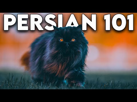 Persian Cat 101 - Literally Everything You Need To ... - YouTube