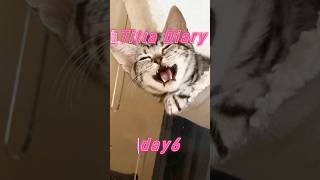 Titia Diary04「仔猫お迎えしました」【day6to8】 #アメリカンショートヘアー #シルバータビー