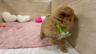 ハーフ犬の動画01