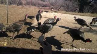Wild Turkeys Backyard Wildlife Video Turkey feeding Animals