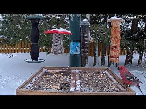 Surprise! White-winged Crossbill Makes Visit to  the Ontario FeederWatch Cam | Cornell Lab