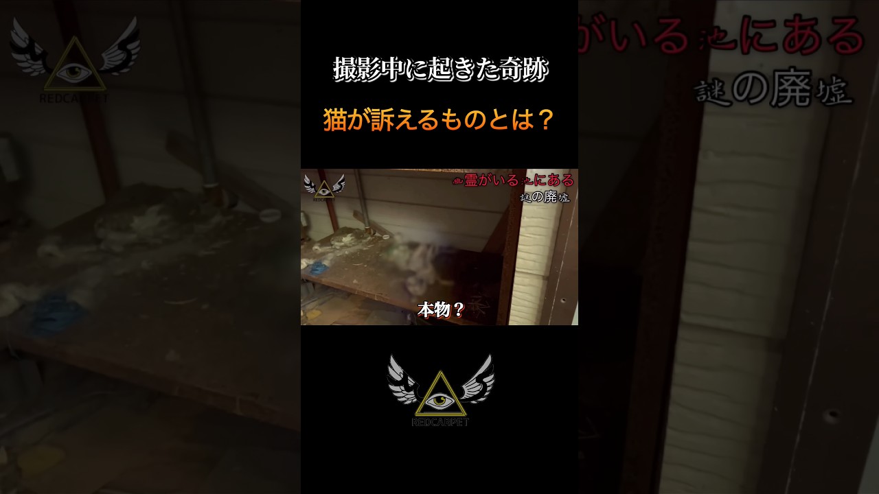 【ガチ】撮影中に起きた奇跡 #怪現象 #ねこ #心霊スポット #廃墟