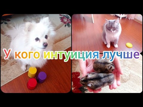 У кого интуиция лучше? У собаки, кота или хомяков?