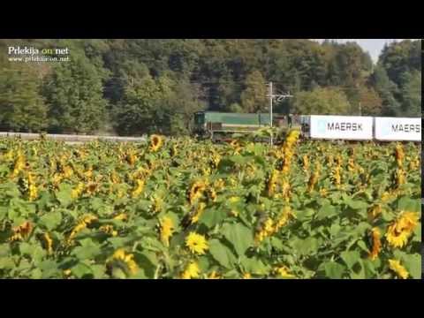Tovorni vlak in polje sončnic