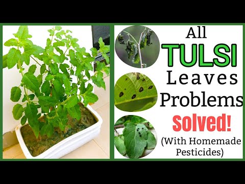 , title : 'Solution for TULSI plant problem |  Wilting, discoloration, yellow leaves, diseases, pests |HINDI |'