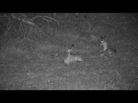 Djuma: Impala herd with lambs in open area - 20:16 - 11/18/21