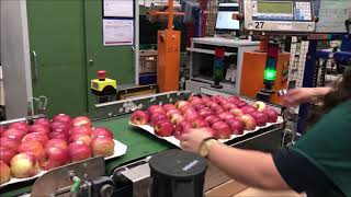 GREEFA apple sorting and packing @ Tobi Seeobst CH