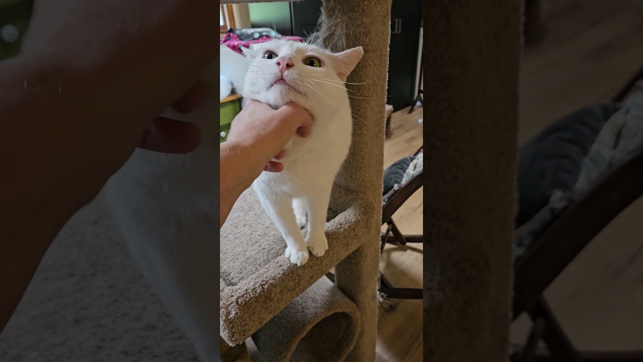 Bailey-LAP CAT!, a Adoptable mixed breed in Berlin, CT video 2/6