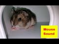 MOUSE SOUND Little Mouse Squeaking Funniest Baby Mice Compilation