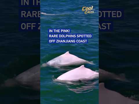 In the pink! Rare dolphins spotted off Zhanjiang coast