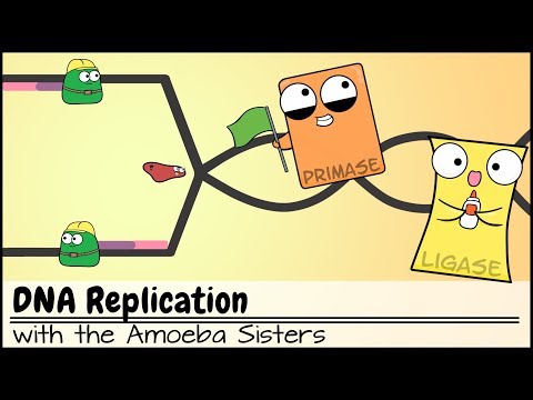 DNA Replication — Steps & Diagram - Expii DNA Replication — Steps & Diagram - Expii