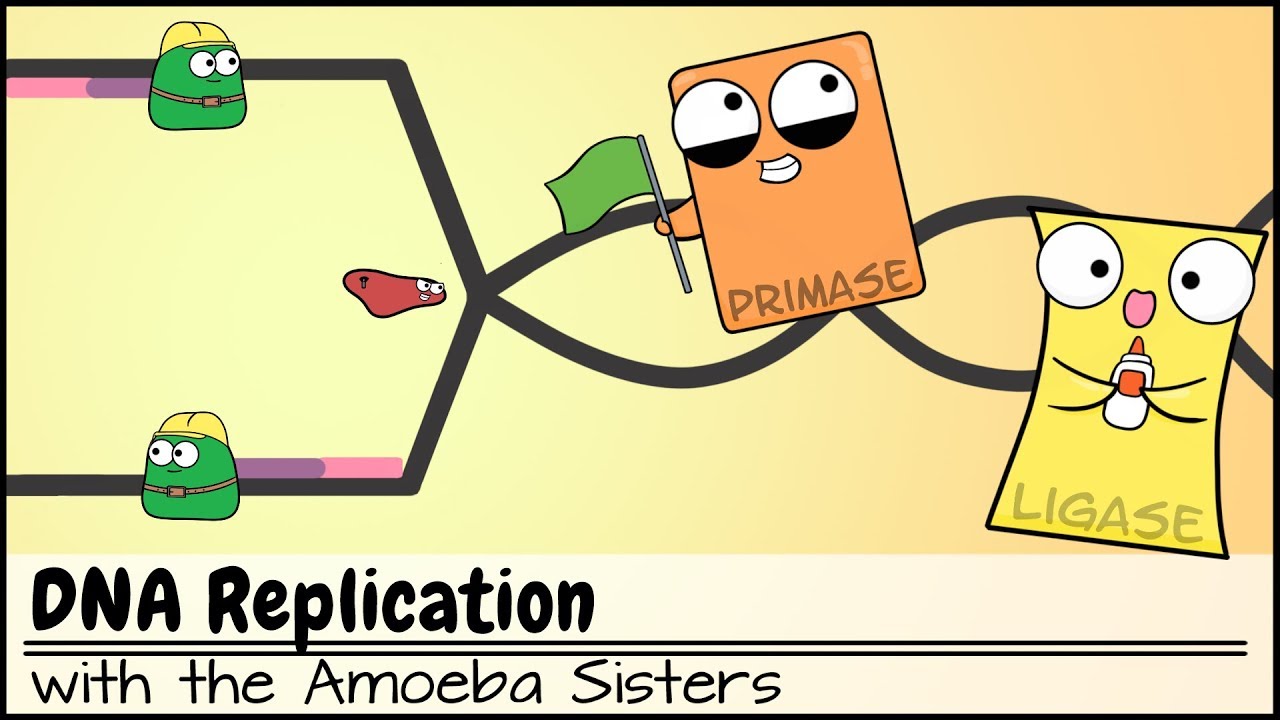 DNA Replication (Updated)